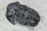 Bargain, Gerastos Trilobite Fossil - Morocco #87568-4